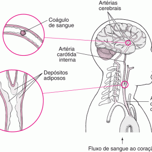 Revisão da Anatomia e Fisiologia do Sistema Nervoso Central e Acidente Vascular Cerebral