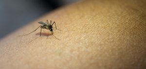 vírus da dengue no braço de uma pessoa
